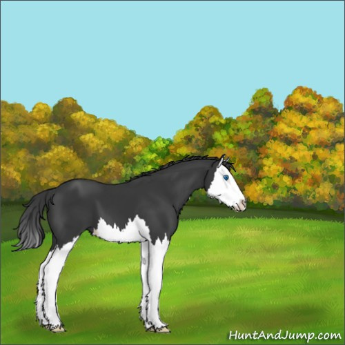 Horse Color:Black Splash 