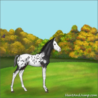 Horse Color:Liver Chestnut Splash Appaloosa 
