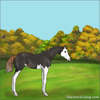 Horse Color:Liver Chestnut Splash Varnish 