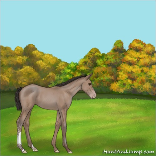 Horse Color:Classic Champagne 