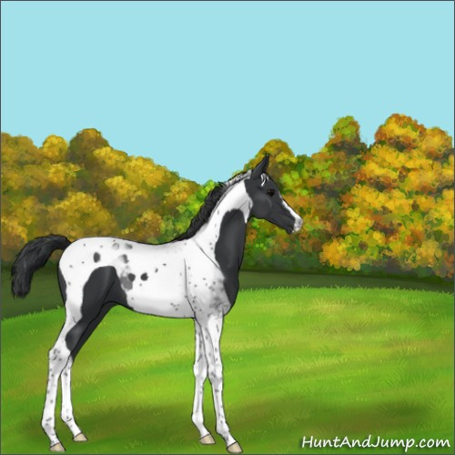 Horse Color:Black Tobiano 