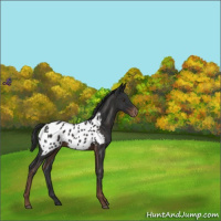 Horse Color:Liver Chestnut Near Leopard 