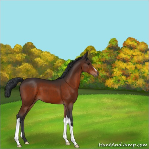 Horse Color:Brown 