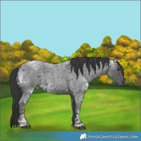 Horse Color:Blue Ice Roan 
