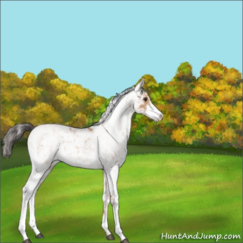 Horse Color:Bay Dun Sabino 