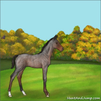 Horse Color:Liver Red Roan