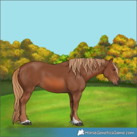 Horse Color:Chestnut 