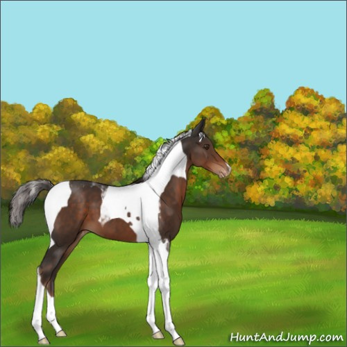 Horse Color:Liver Chestnut Tobiano Appaloosa 