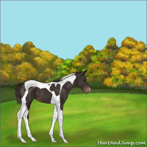 Horse Color:Liver Chestnut Tobiano Appaloosa 