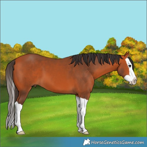 Horse Color:Bay Splash 