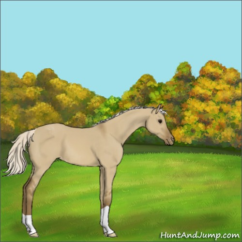 Horse Color:Silver Smoky Grullo Appaloosa