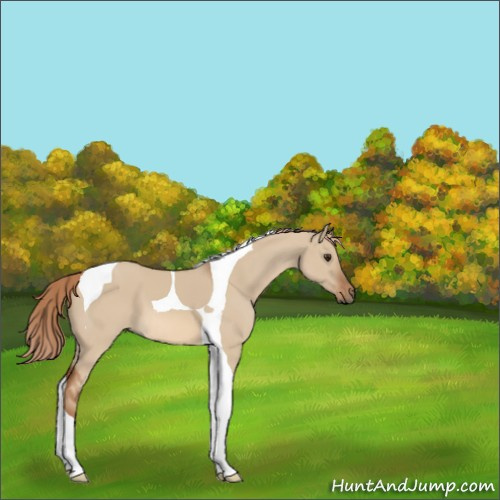 Horse Color:Red Dun Tobiano 