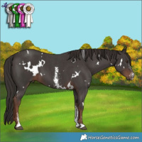 Horse Color:White Spotted Liver Chestnut Sabino