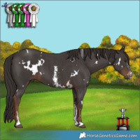 Horse Color:White Spotted Liver Chestnut Sabino 