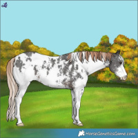 Horse Color:White Spotted Liver Chestnut Sabino Appaloosa 