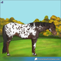 Horse Color:White Spotted Liver Chestnut Appaloosa 