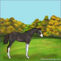 Horse Color:Liver Chestnut Sabino 