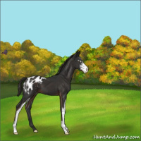 Horse Color:Liver Chestnut Sabino Appaloosa 