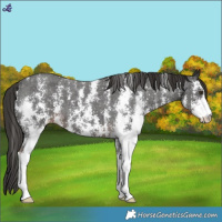 Horse Color:Liver Chestnut Sabino Appaloosa 