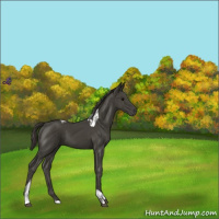 Horse Color:Smoky Black Tobiano 
