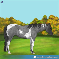 Horse Color:Blue Roan Tobiano 