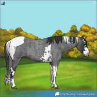 Horse Color:Blue Roan Splash Tobiano