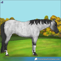 Horse Color:Blue Roan Tobiano 