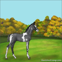 Horse Color:Blue Roan Splash Tobiano 