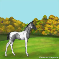 Horse Color:Blue Roan Tobiano Rabicano 
