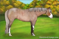 Horse Color:Silver Bay Roan Splash Frame Rabicano 