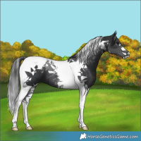 Horse Color:Black Tobiano 