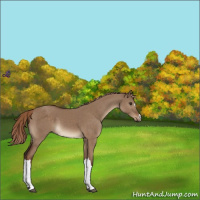 Horse Color:Liver Red Dun 