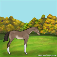 Horse Color:Liver Red Dun 
