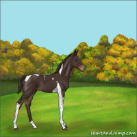 Horse Color:Liver Chestnut Tobiano 