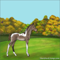 Horse Color:Liver Red Dun Tobiano