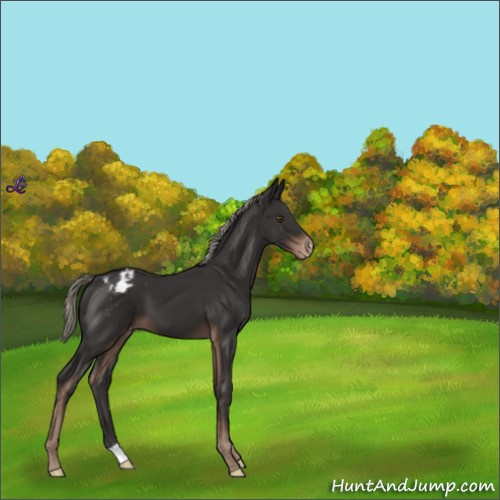 Horse Color:Liver Chestnut Mushroom Appaloosa 