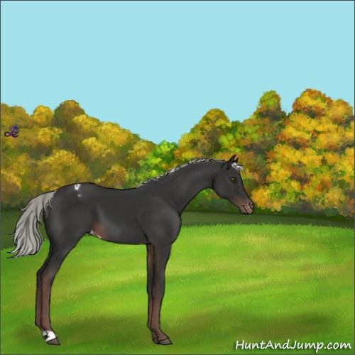 Horse Color:Liver Chestnut Mushroom Appaloosa 