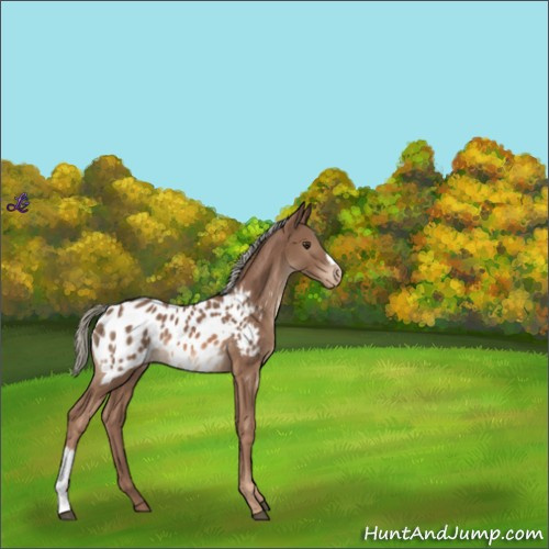 Horse Color:Chestnut Mushroom Appaloosa 