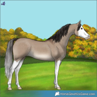 Horse Color:Liver Red Dun Splash