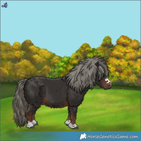 Horse Color:Liver Chestnut Mushroom 