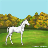 Horse Color:Liver Chestnut Mushroom Sabino Appaloosa 