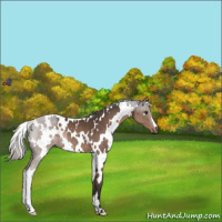 Horse Color:White Spotted Liver Chestnut Mushroom 