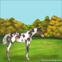 Horse Color:White Spotted Liver Chestnut Mushroom Appaloosa 