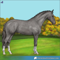 Horse Color:Liver Chestnut Appaloosa 