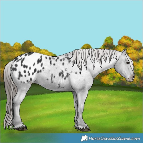 Horse Color:Black Blanket 