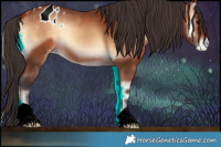 Horse Color:Bay Onyx Appaloosa