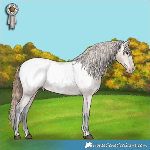 Horse Color:Bay Dun Appaloosa 