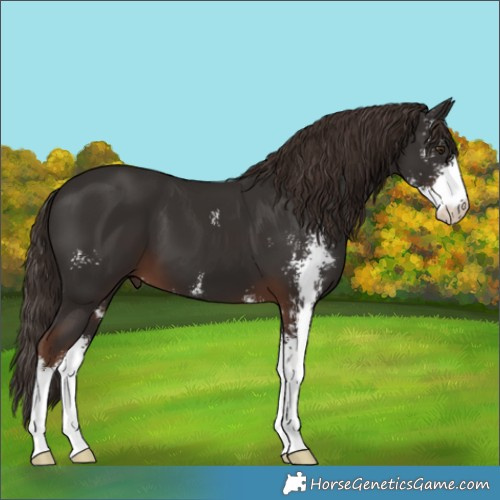 Horse Color:Liver Chestnut Sabino 