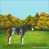Horse Color:Gray White Spotted Liver Chestnut