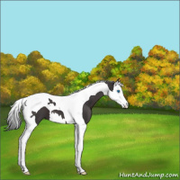 Horse Color:Smoky Black Splash Tobiano 